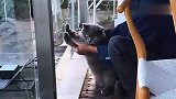 这肥猫胆子越来越大了，还想偷偷溜出去玩