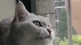 看向窗外的猫咪，一副有心事的样子，不知道是不是思春了