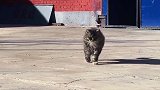 见过走路这么魔性的猫咪吗音乐一响劲爆出场，笑到停不下来了