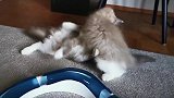 萌宠视频：猫猫拳出击，几个月大的兄弟俩天天打架玩耍