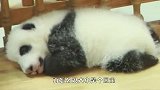 熊猫发现自己流鼻涕，接下来的举动太逗了，差点笑岔气
