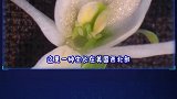 生长在世界各地的奇怪植物