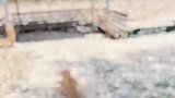 狗子在漂浮物上奔跑，下一秒踩空掉进污水中