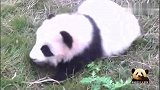 超级软糯的熊猫宝宝在草地上匍匐前进，可爱到犯规