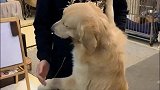 金毛非凡自从上学，因写作业的事就没少挨揍，有同感吗