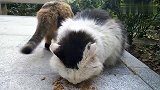 猫咪集体开饭后，黑猫还要流窜找食，笑了