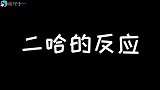 在二哈的狗爪上粘上贴纸，真的就不会走路了吗？