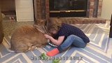 女子野外捡回一只猫，行为举止十分怪异，专家：捡到宝了！