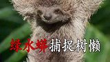 绿水蟒捕捉在水中潜行的三趾树懒！