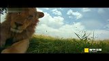 非洲大草原掠食动物记录 猎豹与狮子