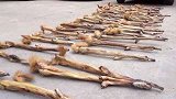 江苏徐州：猖狂！有人非法狩猎，家中搜出900余张黄鼠狼皮