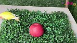 小鹦鹉们学吃苹果，耐心引导下，吧唧吧唧吃得香（完整）