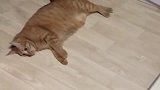 橘猫：本座不跑了！爱咋地咋地！