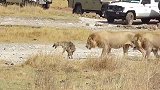 鬣狗欺负母狮，被两头雄狮追着打
