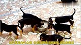 狗狗吃饭和同伴打架，原因竟是这样