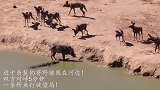 近十条鬣狗将野猪围在河边！双方对峙5分钟，一条鳄鱼打破僵局！