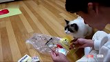 主人玩拼图，一个不留神被布偶猫吃了一块