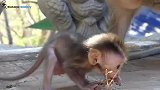 猴子瞧我的！