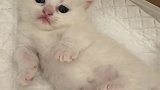 白白胖胖的短腿猫