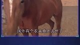 人类拯救动物的暖心故事