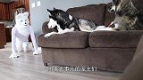 突然跑进一只大猩猩，哈士奇“吓到崩溃”，二哈：大哥，别杀我！