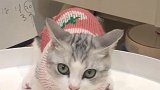 正宫还是我，小猫咪，休怪我无情! 萌宠鉴别绿茶