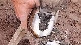 这么粗暴的修脚，驴不痛吗