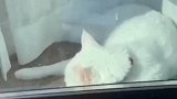 主人回家看到猫猫在打瞌睡