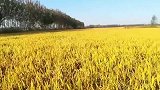 金灿灿的稻田 感恩大的恩赐 如此美景心中所生