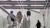 猴哥在地铁站耍宝，结果就悲剧了