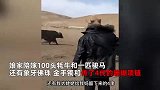 藏族姑娘出嫁没要彩礼，父母送100头牦牛1匹骏马当嫁妆：只要她幸福