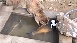 鱼：吃不吃啊，不吃我先走了！网友：猫咪也是心有鱼，而力不足啊