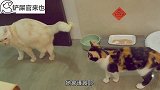 这猫的活力有点不正常，我大概养了只哈士猫