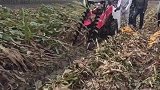 农民大哥新研发的神器，不仅能收割倒下的玉米，还能把它搅碎！