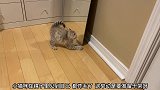 猫咪对镜子里的自己生气，还炸毛了，就差没打起来了