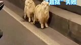 两只羊相约从烤羊店“私奔”结果刚进隧道就迷路，当场被交警抓住