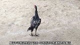 公鸡和竹鸡容易打架，母鸡则是有公鸡保护，没有被欺负