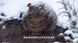 猫咪误认自己是老虎，仿照老虎的日常，网友们看了纷纷表示心痛