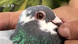 信鸽鉴赏：盖比继闪电号后的最强种公，“鲁迪”，灰白羽主力鸽