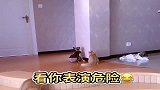“壁虎”妈妈挑战失败了，差点压伤下边的猫宝宝，这是为什么呢