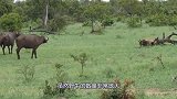 嚣张雄狮锁喉野牛，怎料却被野牛摁住狂揍，镜头记录全过程