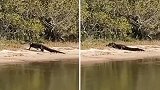 美国佛罗里达州一鳄鱼被拍到在水边啃食黄貂鱼