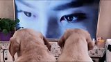 两只狗狗看电视剧看的好认真，而且还是爱情剧，成精了