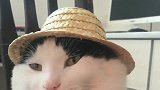 主人：你脸太胖了，小草帽都要盖不住了，猫咪：你才胖！
