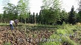 准备种红薯了，两爷子忙着挖土，回家后老妈做了好吃的犒劳全家