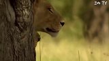 动物世界：水牛大战狮子