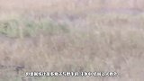 狮群攻击水牛，水牛怎么着也要拉个垫背的，镜头记录全过程