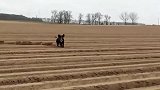 这野猪也是生在了一个好年代