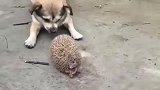 狗狗一直对刺猬汪汪叫还拍它，刺猬走自己的路，根本不搭理它