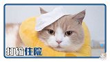 普法宣传，猫猫有责！ 全民反诈